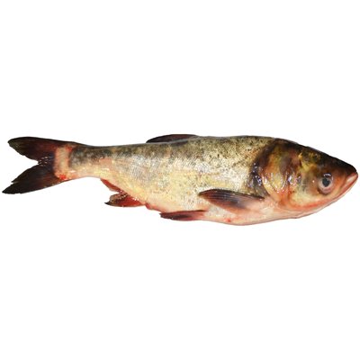 Рыба охлажденная Толстолоб мелкий, 100 г 2344900 фото
